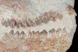 Fossil Oreodont (Merycoidodon) Skull - Wyoming #175648-5